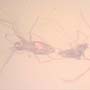 Rare Almost Mating Gall Midge In Dominican Amber.