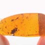 Rare Almost Mating Midge And Two Gall Midges In Dominican Amber.