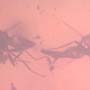 Rare Almost Mating Midge And Two Gall Midges In Dominican Amber.