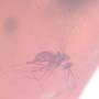 Rare Almost Mating Midge And Two Gall Midges In Dominican Amber.