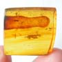 Rare Amber Globule, Biting Midge And Gall Midge Inside Amber Globule In Dominican Amber
