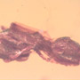 Rare Ant Pupa In Dominican Amber