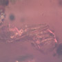 Rare Ant Pupa In Dominican Amber