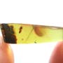 Rare Ant Pupa In Dominican Amber