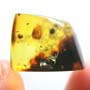 Rare Ant With Thorns In Dominican Amber