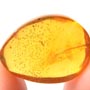 Rare Five Eggs, Scelionid Wasp, Worker Ant And Sand Fly In Dominican Amber.