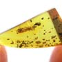 Rare Bark Beetle With Mite Clinging In Dominican Amber