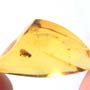 Rare Barklouse With Egg In Dominican Amber