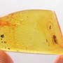 Rare Barklouse With Egg In Dominican Amber