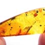 Rare Beetle With Genital Coming Out And Bug With Eight Eggs In Dominican Amber
