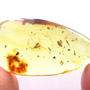 Rare Biting Midge Biting The Head Of Bristletail And Thrip Larva In Dominican Amber