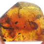 Rare Almost Mating Gall Midge In Dominican Amber