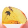 Rare Biting Midge With 2 Eggs, Beetle And Male Ant In Dominican Amber
