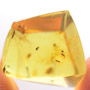Rare Biting Midge With Three Eggs, Biting Midge And Two True Midges In Dominican Amber