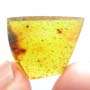 Rare Biting Midge With Four Eggs In Dominican Amber