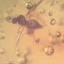 Rare Biting Midge With Four Eggs In Dominican Amber.