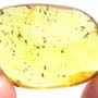 Rare Biting Midge With Five Eggs In Dominican Amber.