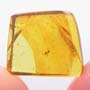 Rare Biting Midge With Egg  In Dominican Amber.
