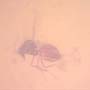 Rare Biting Midge With Egg  In Dominican Amber.