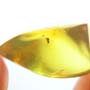 Rare Biting Midge With Eggs In Dominican Amber.