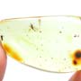 Rare Biting Midge With Elongate Springtail Clinging On Its Wing In Dominican Amber