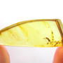 Common Biting Midge With Genital Coming Out In Dominican Amber.