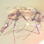 Common Biting Midge With Genital Coming Out In Dominican Amber.