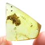 Rare Biting Midge With Mite Clinging On It In Dominican Amber.