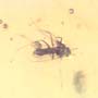 Rare Biting Midge With Mite Clinging On It In Dominican Amber.
