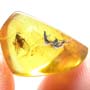 Rare Black Scavenger Fly With Gall Midge On Its Wing In Dominican Amber.