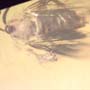 Rare Black Scavenger Fly With Gall Midge On Its Wing In Dominican Amber.