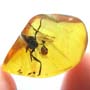 Rare Breached Evaniid Wasp In Dominican Amber