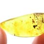 Rare Six Eggs In Dominican Amber