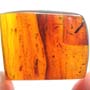 Rare Breached Millipede In Dominican Amber