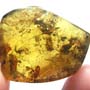 Rare Breached Isopod In Dominican Amber