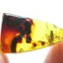 Rare Breached Millipede And Fungus Gnat In Dominican Amber
