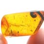 Rare Breached Millipede And Fly In Dominican Amber.