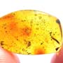 Rare Breached Millipede In Dominican Amber