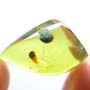 Rare Breached Millipede In Dominican Amber