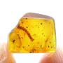 Rare Breached Millipede In Dominican Amber