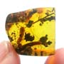 Rare Breached Millipede In Dominican Amber