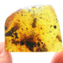 Rare Breached Millipede In Dominican Amber