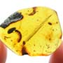 Rare Breached Millipede In Dominican Amber