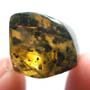 Rare Breached Millipede In Dominican Amber