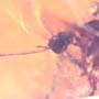 Rare Breached Mosquito In Dominican Amber
