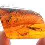 Rare Bristletail And Moth Fly With Mite Clinging On Its Wing In Dominican Amber