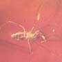 Rare Bristletail And Moth Fly With Mite Clinging On Its Wing In Dominican Amber