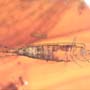 Rare Bristletail And Moth Fly With Mite Clinging On Its Wing In Dominican Amber