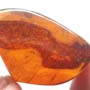 Rare Bug With One Egg In Dominican Amber