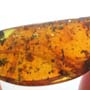Rare Bug With One Egg In Dominican Amber